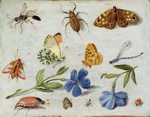 Insekter (olje på kobber)